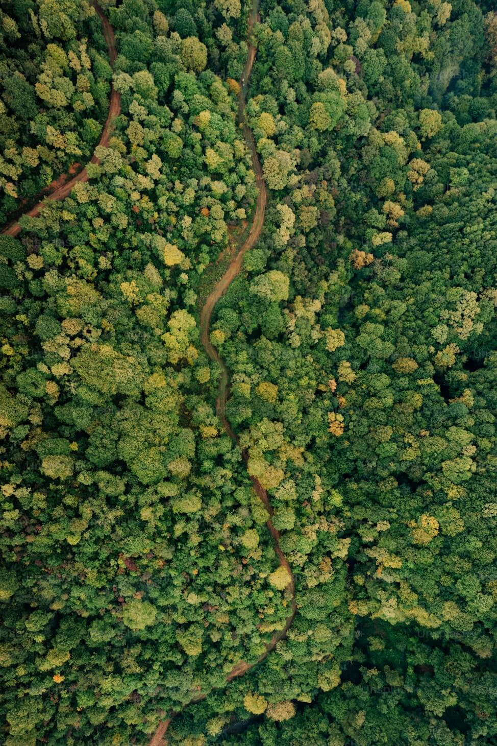 Aerial view of a dense green forest crossed by a winding dirt road